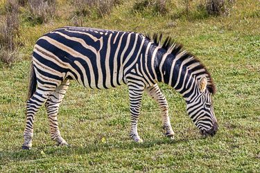 A zebra grazes quietly, its bold pattern breaking the monotony of the grassland — nature’s geometry at work. [2369]