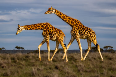 Two giraffes pace across the Monarto savannah in perfect rhythm, their patterned hides catching the afternoon sun. The harmony of their movement feels deliberate, as if the landscape itself were setting the tempo. [2431]
