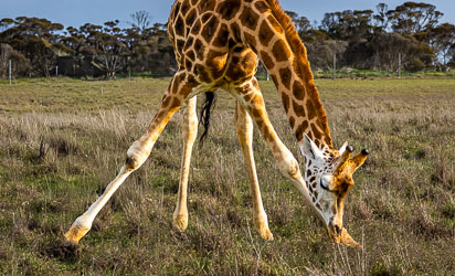 A giraffe spreads its legs wide to reach the ground — a posture that leaves it vulnerable in the wild, but safe here on Monarto’s plains. [2432]
