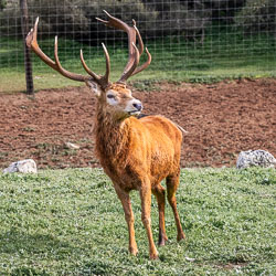 The red deer stag stands tall, antlers branching like old timber — a symbol of strength even within the enclosure’s bounds. [2256]