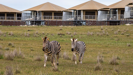 Two zerbra strolling across the savannah in front of some Lodge tents. [2400]