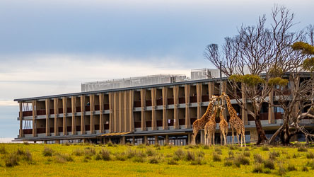 The Monarto Safari Hotel rises from the plains like a modern mirage, its balconies offering front‑row seats to the giraffes that wander past. Few places blur the line between luxury and wilderness quite so elegantly. [2542]