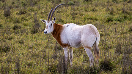 Once extinct in the wild, the scimitar‑horned oryx now grazes again — a quiet triumph of conservation. Monarto’s long‑running breeding program has helped rebuild herds for reintroduction to Africa, part of a global effort that’s brought the species back from extinction. [2387]