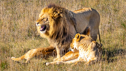 A lion and lioness rest in the open, the male’s mane catching the light — a portrait of calm authority on Monarto’s plains. [2817]