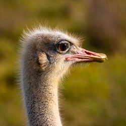 A close‑up of an ostrich’s face — alert eyes and a pink beak catching the light. Perfect as the thumbnail leading to Monarto’s story. [2418]