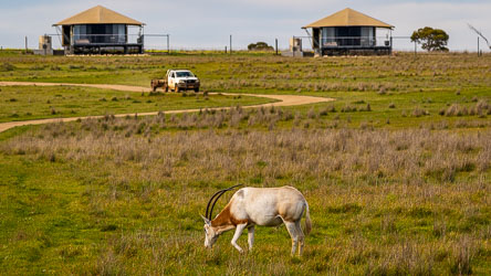 Oryx oblivious to attention from keepers and tent-dwellers, munching contentedly. [2391]