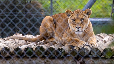 Sheltered for good reason, this lioness watches with quiet intensity — the fence reminding us that safety sometimes comes with boundaries. [2764]