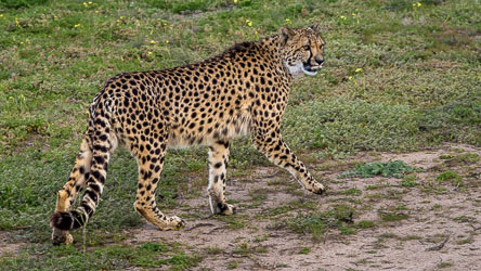 A cheetah moves with effortless precision — every step a study in balance and speed, even at rest. Look at those eyes! [2488]