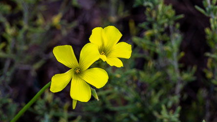 Bright and delicate, the yellow oxalis catches the light like a wild buttercup — a reminder that beauty doesn’t always play by the rules of native and invasive. [2712]