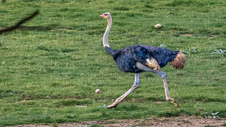 Built for pace, the ostrich moves with effortless power — a reminder that flightless doesn’t mean slow. [2533]