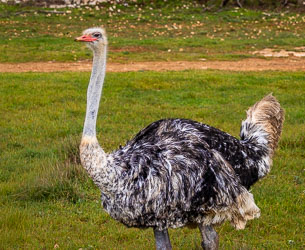 Standing tall and unhurried, this ostrich shows the shimmer of its plumage — a calm contrast to its sprinting kin. [2751]