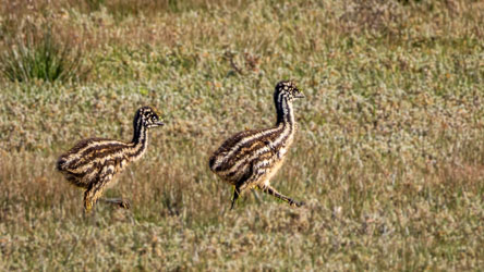 Two emu chicks stride across the grass, their striped down recalling ancient patterns — a glimpse of evolution still walking beside us. [2786]