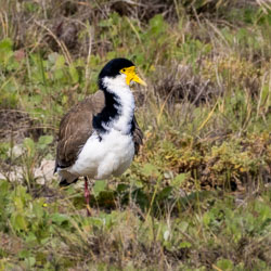 The masked lapwing stands alert among the grass, its yellow wattles bright against the calm earth tones — a familiar guardian of open ground. [2375]