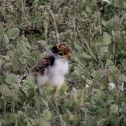 Almost invisible in the foliage, the chick’s downy camouflage hides a spark of life — tiny, cautious, and impossibly endearing. [2371]