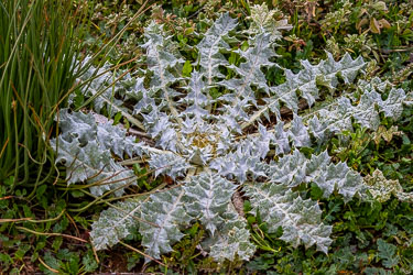A weed, perhaps, but beautifully ordered — its spiny leaves radiating in perfect symmetry, a natural mandala etched into the soil. [2716]