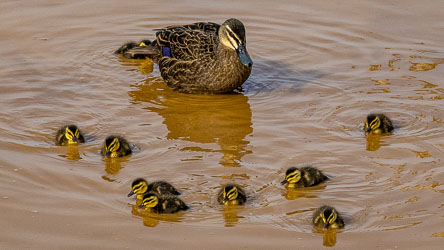 A Pacific Black Duck shepherds her brood across a shallow Monarto waterhole — eight tiny explorers learning the rhythm of ripples and reeds. [2295]