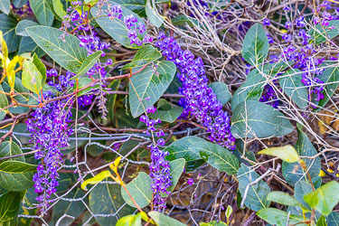 The native Happy Wanderer — weaving its way through the scrub with a splash of purple defiance. Even the wire fence can’t contain its enthusiasm for spring. [2794]