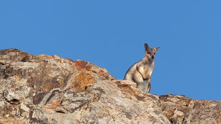 This Common Wallaroo (Euro) was watching us from a high rocky ridge as we clambered up the Pamela St Lookout trail. Looking chubby, so there may be a joey in there somewhere. [7677]