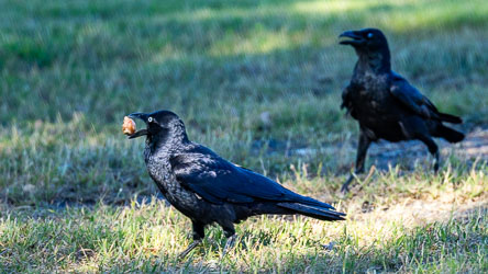 Their eyes distinguish them from other ravens, this common crow on the grass in town has captured a piece of fruit or a nut. The other crow may want to share! [6791]
