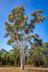 The smooth white bark of a solitary, very tall, ghost gum, near Mary Kathleen village. [0904]