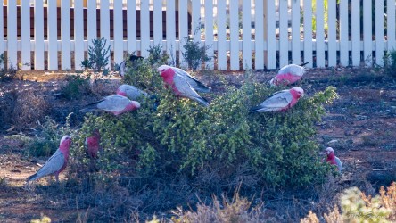 Group of pink‑and‑grey galahs perched on bush near white picket fence in dry soil.