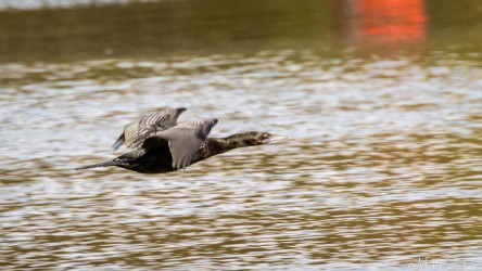 Great Cormorant flying low over rippled water with wings extended and faint reflection visible.