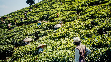 Tea pickers wearing conical hats harvesting leaves on a steep green hillside in Bogor, Indonesia.