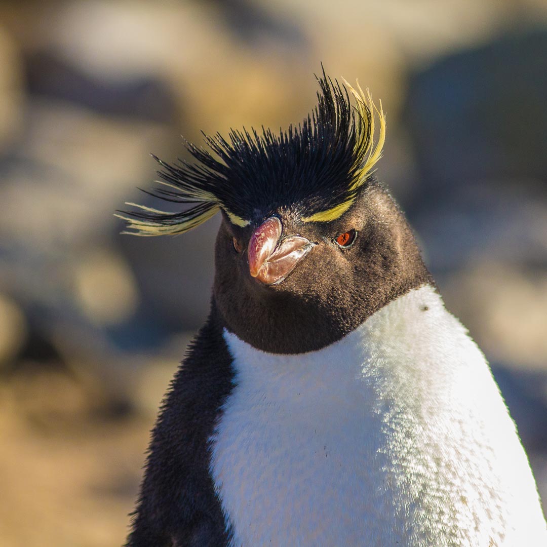 Click here for `Falkland Islands 2016, <small>Travel Blog</small>` page...