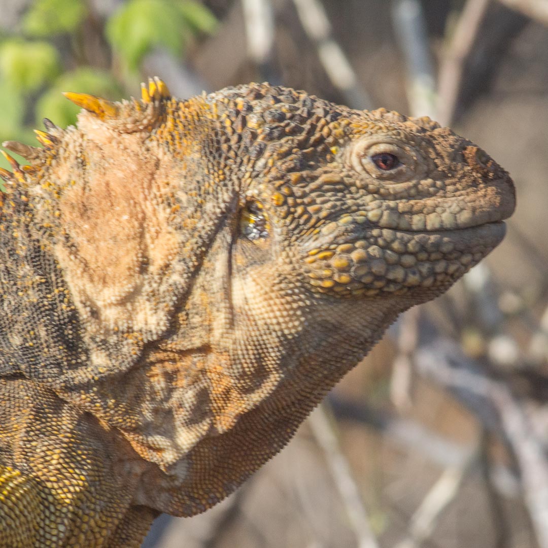 Click here for `Galapagos Islands 2017, <small>Travel Blog</small>` page...