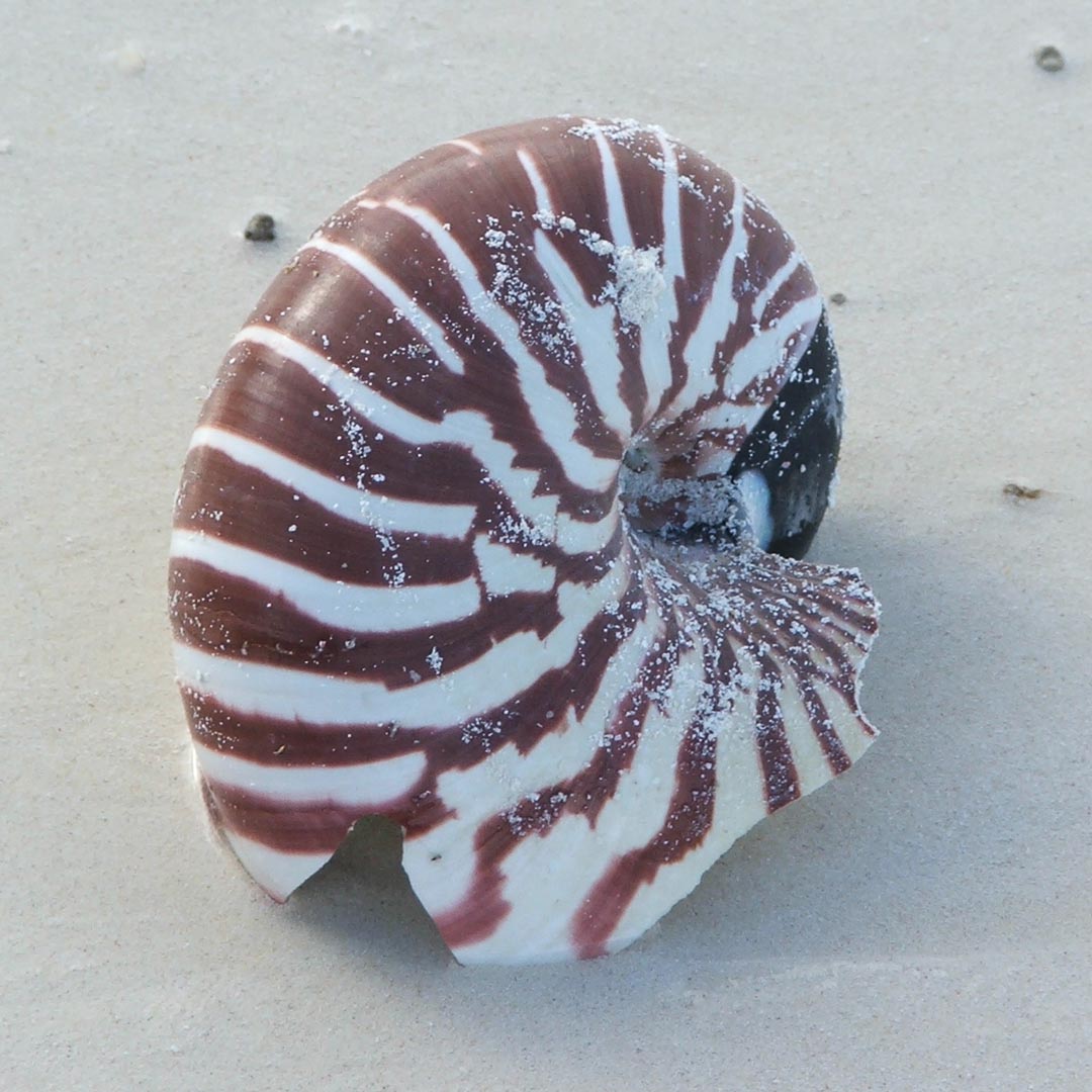 Click here for `New Caledonia 2024, <small>Travel Blog</small>` page...