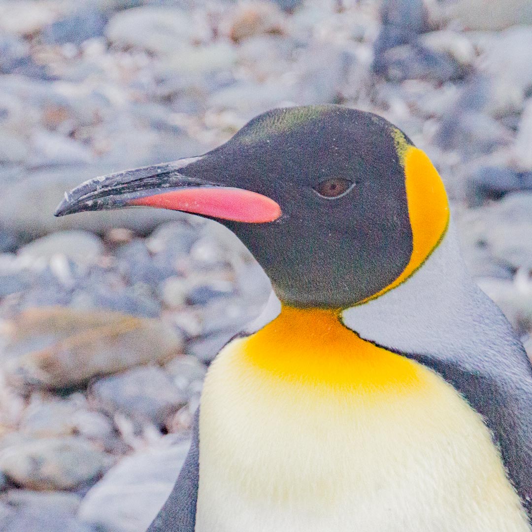 Click here for `South Georgia 2016, <small>Travel Blog</small>` page...